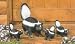 Mama and Baby SKUNKS Garden Statues Yard Decor set 4 Mama and Baby SKUNKS Garden Statues Yard Decor set 4