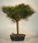 Bonsai Boy's Japanese Red Pine Bonsai Tree pinus resinosa 'quinobequin'