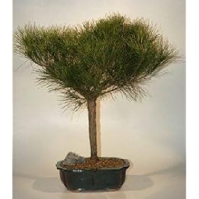 Bonsai Boy's Japanese Red Pine Bonsai Tree pinus resinosa 'quinobequin'