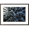 View looking up at the tops of loblolly pine trees Framed Art Poster Print by Bates Littlehales, 29x21