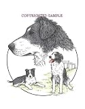 Border Collie - Trio Image by Cindy Farmer
