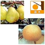 梨2種セット：ラフランスと豊水（ホウスイ）4～5号ポット[受粉セット][苗木]