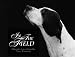 In the Field:A Photographer's Journey with Sporting Dogs