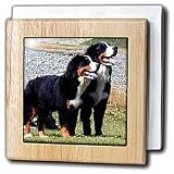 Dogs Bernese Mountain Dog - Bernese Mountain Dog - Tile Napkin Holders