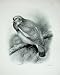 1910 The Ring Dove Wood Pigeon Columba Palumbus Bird