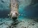 Small Fish Eating Algae Growing on a Florida Manatee Photographic Poster Print by Brian J. Skerry, 40x30