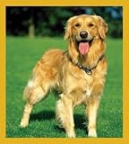 Golden Retriever Bookmark