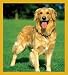 golden retriever - Golden Retriever Bookmark