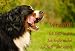 Garten & Freizeit : Metall - Warnschild Berner Sennenhund