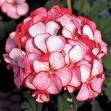 Geranium Seeds - Geranium Horizon Red Ice Hybrid