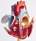 The Heart of America Model; Two Times Life-Size; 45 Numbered; Lifelike Valves; 7 x 7 x 15 in.