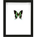 Framed Butterfly Lime Gloss Swallowtail - Form and Pheromone