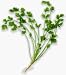 Gourmet Food : One pound Ground Coriander