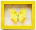 Yellow Orange - Barred Sulfur Butterfly Phoebis Philea Framed in Double Glass