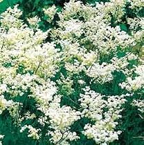 Meadowsweet Perennial 8 Plants