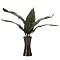 Potted Bird of Paradise and Leaves