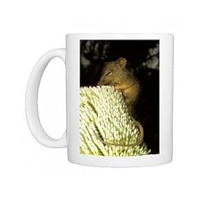 n.com: Photo Mug of Honey possum (Tarsipes