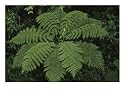 Close View of a Fern in a Rain Forest, Costa Rica Art Photographic Poster Print by Michael Melford, 24x18