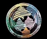 Holiday Forest Design - Hand Painted - Coaster - 3.75 inch diameter