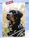 Rottweilers Rottweiler Dogs Large House Flag or Banner