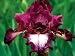 ジャーマンアイリス:テニションリッチ3.5号ポット: 光あふれる虹の花、ジャーマンアイリス。地中海地方原産で、花上部のひらひらが大きいのが特徴です。美しい花の世界をお楽しみください。