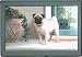 pug11  - Pet Mat 180 x 270 Chinese Pug