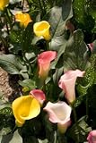 Wholesale Assorted Color Mini Calla Lilies