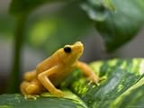 Harlequin Frog at the Omaha Zoo, Nebraska Photographic Poster Print by Joel Sartore, 24x18