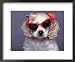 Cocker Spaniel Wearing Bows and Sunglasses Framed Art Poster Print by Raeanne Rubenstein, 22x18