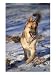 German Shepherd in Snow Photographic Poster Print by Peggy Koyle, 48x64
