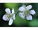 Photographic Prints of USH-1071 BLACKBERRY Bramble - Flowers / blossom from Ardea Wildlife Pets