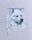 Samoyed - Portrait by Cindy Farmer