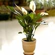 Sympathy Peace Lily