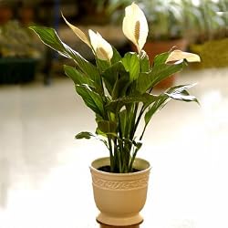 Sympathy Peace Lily