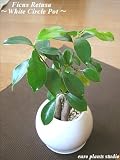 精霊の宿る木ガジュマル
