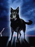 Ghostly Alsation Barking Animals Photographic Poster Print by Jane Burton, 12x16