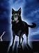 Ghostly Alsation Barking Animals Photographic Poster Print by Jane Burton, 12x16