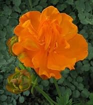 Golden Queen Globe Flower 8 Plants- Trollius - Shade