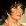 Elizabeth Taylor