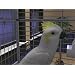 The Sims 2 Complete for PC gamers