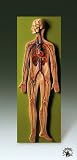 Circulatory System