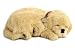 Perfect Petzzz Golden Retriever