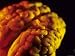 Mammalian Brain Optical Coloring Photographic Poster Print, 16x12