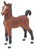 Bay Foal