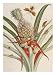 Pineapple (Ananas) with Surinam Insects Art Giclee Poster Print by Maria Sibylla Merian, 12x16