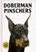 Doberman Pinchers
