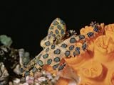 Blue-Ringed Octopus, Hapalochlaena Lunulata, Coral Sea Photographic Poster Print by Alex Kerstitch, 40x30