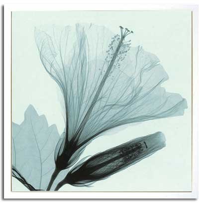 X-Ray PHOTOGRAPHY（レントゲンフォトグラフィー）ポスターフレーム Steven N.Meyers / Hibiscus&Bud 630x630x30mm