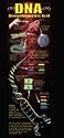 DNA COLOSSAL POSTER