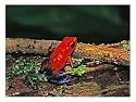 Strawberry Poison Dart Frog in the Rainforest, Costa Rica Photographic Poster Print by Charles Sleicher, 32x24